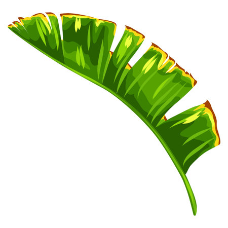 Illustration of stylized banana palm leaf. Decorative image of tropical foliage and plant.のイラスト素材