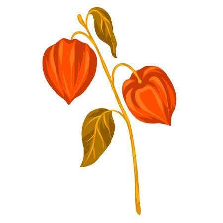 Illustration of stylized physalis branch. Decorative autumn plant. Twig for decoration.のイラスト素材