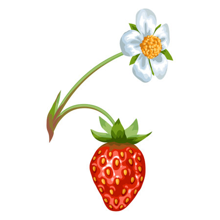 Stylized illustration of strawberry twig. Image for design or decoration.のイラスト素材