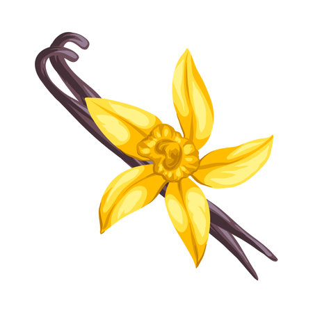 Stylized illustration of vanilla. Image for design or decoration.のイラスト素材