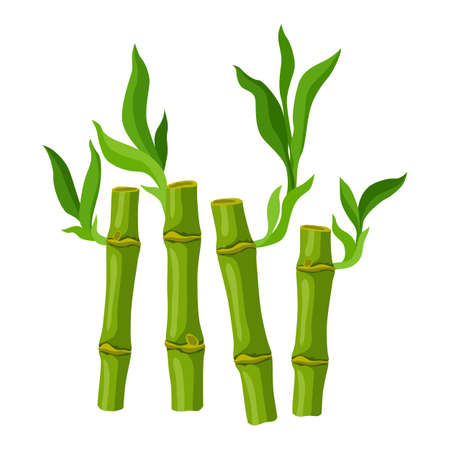 Illustration of green bamboo stems and leaves. Decorative exotic plants of tropical jungle. natural image.のイラスト素材