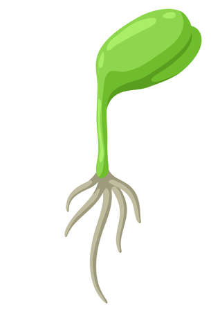 Young green sprout with roots. Agricultural planting illustration. Seasonal plantation image.のイラスト素材