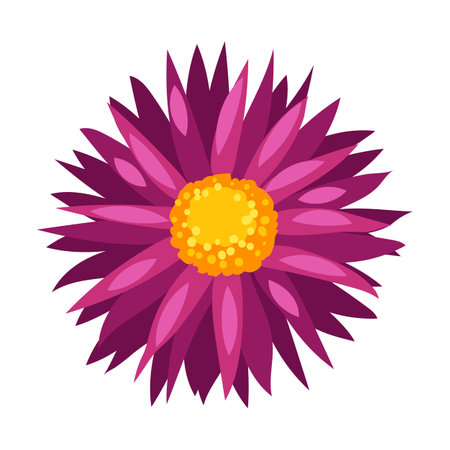 Illustration of aster flowers. Beautiful decorative autumn plant. natural image.のイラスト素材