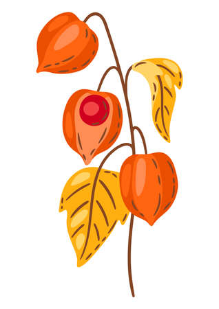 Illustration of fesalis sprig with berries. Image of seasonal autumn plant.のイラスト素材