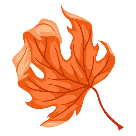 Illustration of autumn maple leaf. Stylized seasonal dry plant.のイラスト素材
