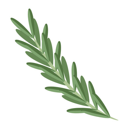 illustration of rosemary. Image for culinary and agricultural production.のイラスト素材