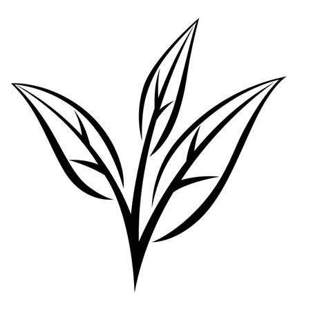 Leaves of black tea. Illustration of traditional drink. Image for advertising and production.のイラスト素材