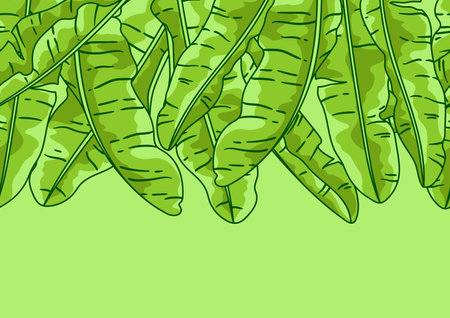 Pattern with banana palm leaves. Decorative image of tropical foliage and plants. Linear texture.のイラスト素材