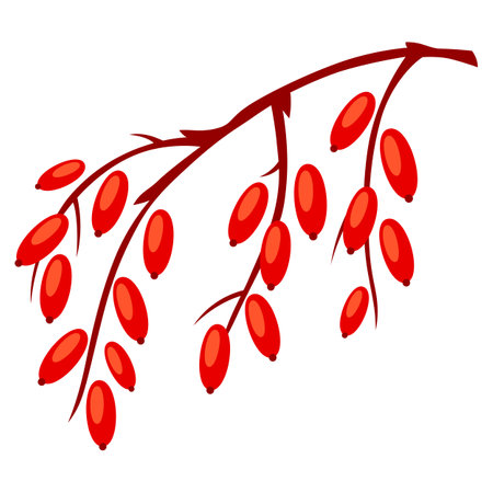 Illustration of branch with berries. Image of plant bunch. Botanical picture for decoration.のイラスト素材