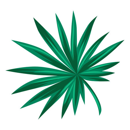 Stylized livistona palm leaf. Decorative image of tropical foliage and plant. Exotic nature.のイラスト素材