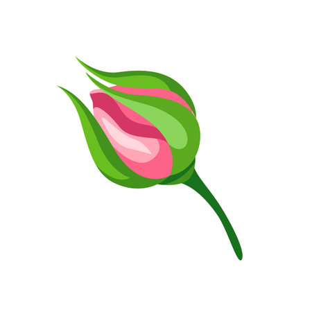 Illustration of rose bud. Beautiful decorative realistic plant.のイラスト素材
