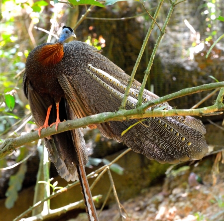 Birdのeditorial素材