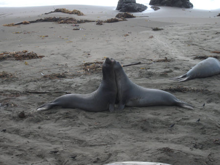 Seals Kissing on the beachの写真素材
