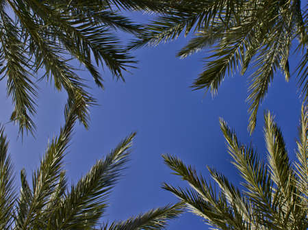 Looking up though the palmsの写真素材