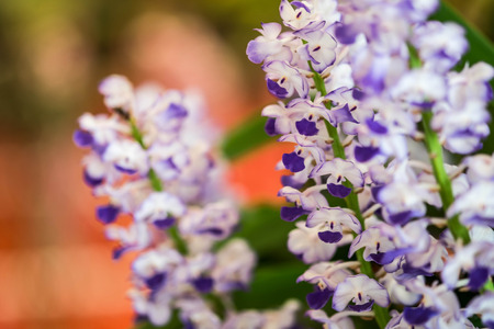 Orchid Erea flomibundaの写真素材