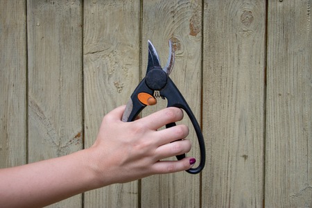 Garden tool pruner in woman hand on painted wooden wall backgroundの写真素材