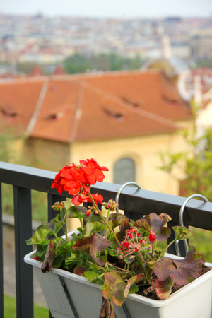 Red garden geranium flowers pelargonium in white pot on balcony rail on background of old city Prague, Czech Republicの写真素材