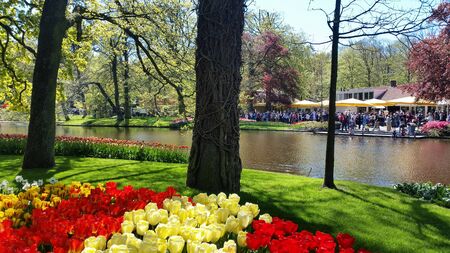 Lisse, Netherlands, Holland - May 2016: People tourists walking in spring time in Keukenhof flower garden. Field of white, yellow and red beautiful tulips on foreground close upのeditorial素材