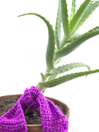 Aloe Vera with a scarf on a white backgroundの写真素材