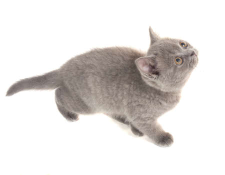 Grey kitten on white background isolatedの写真素材
