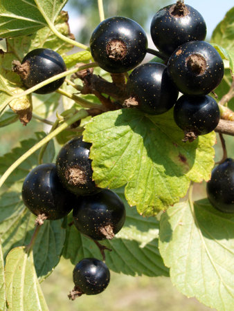 A branch of a black currant with berries close up