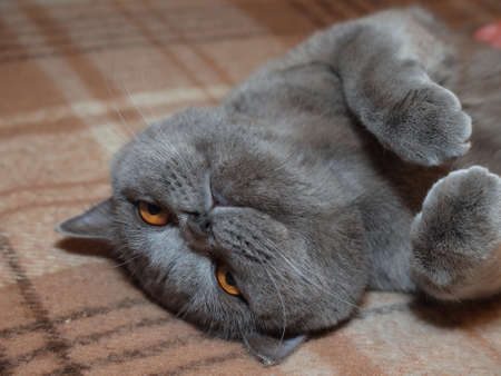 Relaxing on the couch gray cat lyingの写真素材