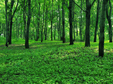 Wild green forest in the early morningの写真素材