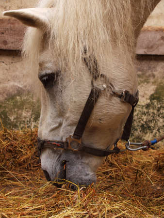 Gray horse eat hay on a leashの写真素材