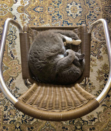 A branch of ripe yellow apples against the blue sky.の写真素材