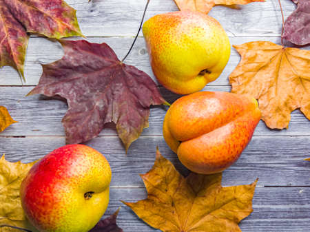 Autumn still life with maple leaves and ripe pears. Close-up shooting.の写真素材