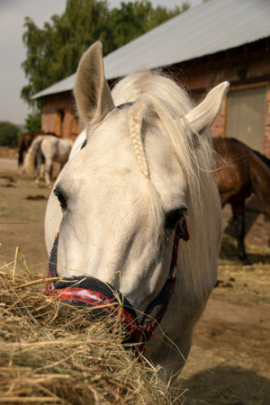 Portrait of a white horse in close-up. The concept of horse breeding.の写真素材