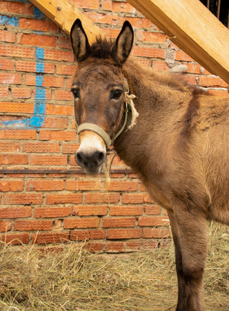 A red-haired young mule looks into the lens. The concept of pet and farming.の写真素材
