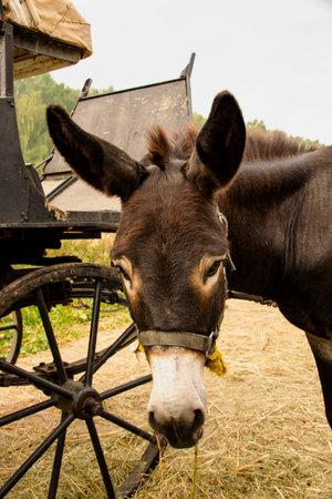 A young, big-eared donkey stands near the cart in the stable. The concept of a pet.の写真素材