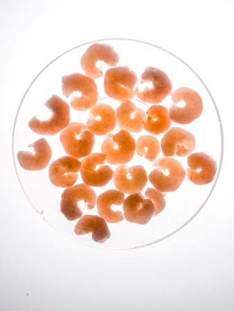 Boiled and peeled shrimps lie on a white background on the lumen. The concept of healthy seafood.の写真素材