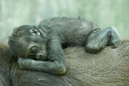 sleeping baby gorillaの写真素材