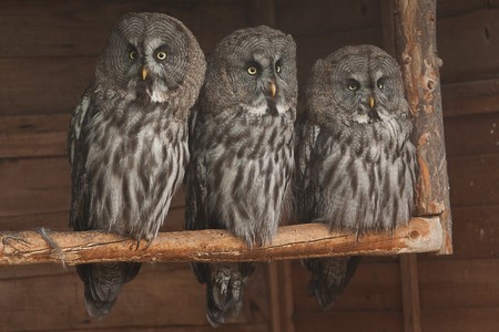 great grey owls 9148の写真素材