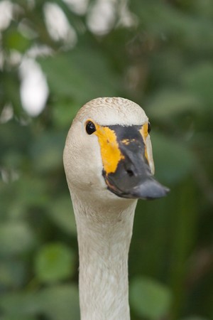 whopper swan 8536の写真素材