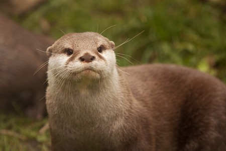 otter 9670の写真素材