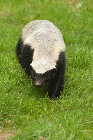 honey badger の写真素材