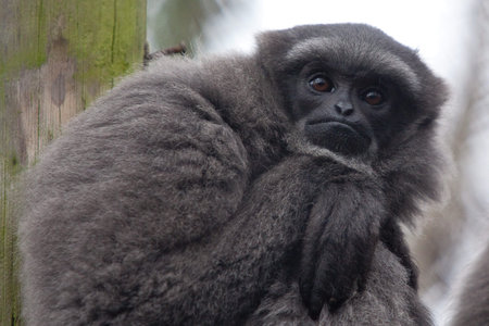moloch gibbon 