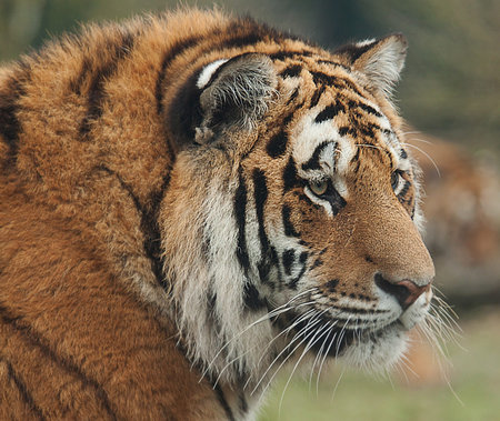 indian tiger