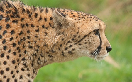 alert cheetahの写真素材