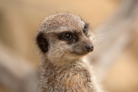 meerkat portrait の写真素材