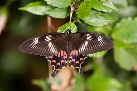 butterfly の写真素材