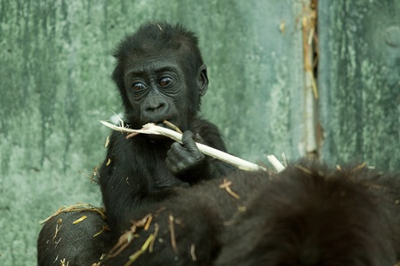 baby gorilla with stick 8116の写真素材