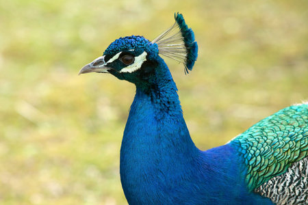 peacock