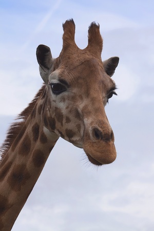 portrait of a giraffe 5022の写真素材