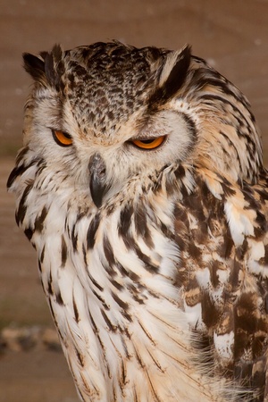 portrait of an eagle owl 5146の写真素材
