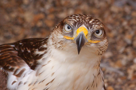 falcon portrait