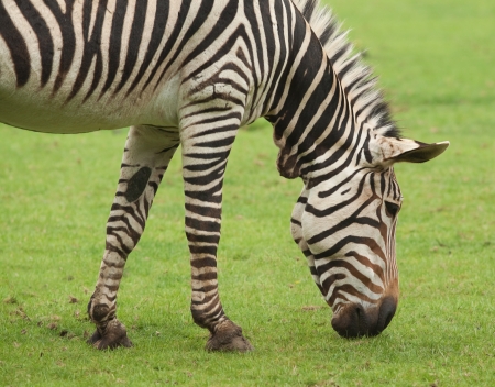 grazing zebraの写真素材